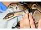 The python - similar to this snake - was stolen from Pet Aqua Spectacular pet shop in High Street